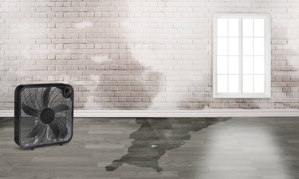 Best 24-hour water damage restoration  in Whiteville, TN